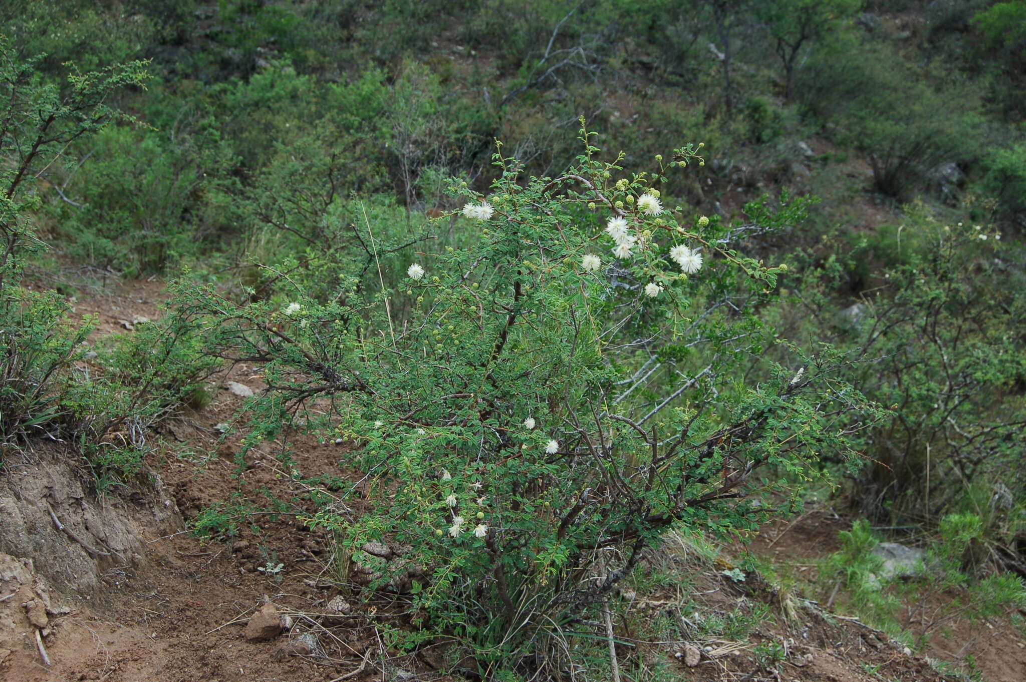 صورة Mimosa farinosa Griseb.