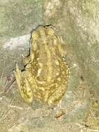 Image of Argentine toad