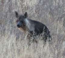 Image of Brown Hyena -- Brown Hyaena