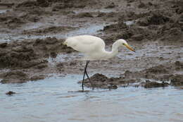 Image of Intermediate Egret