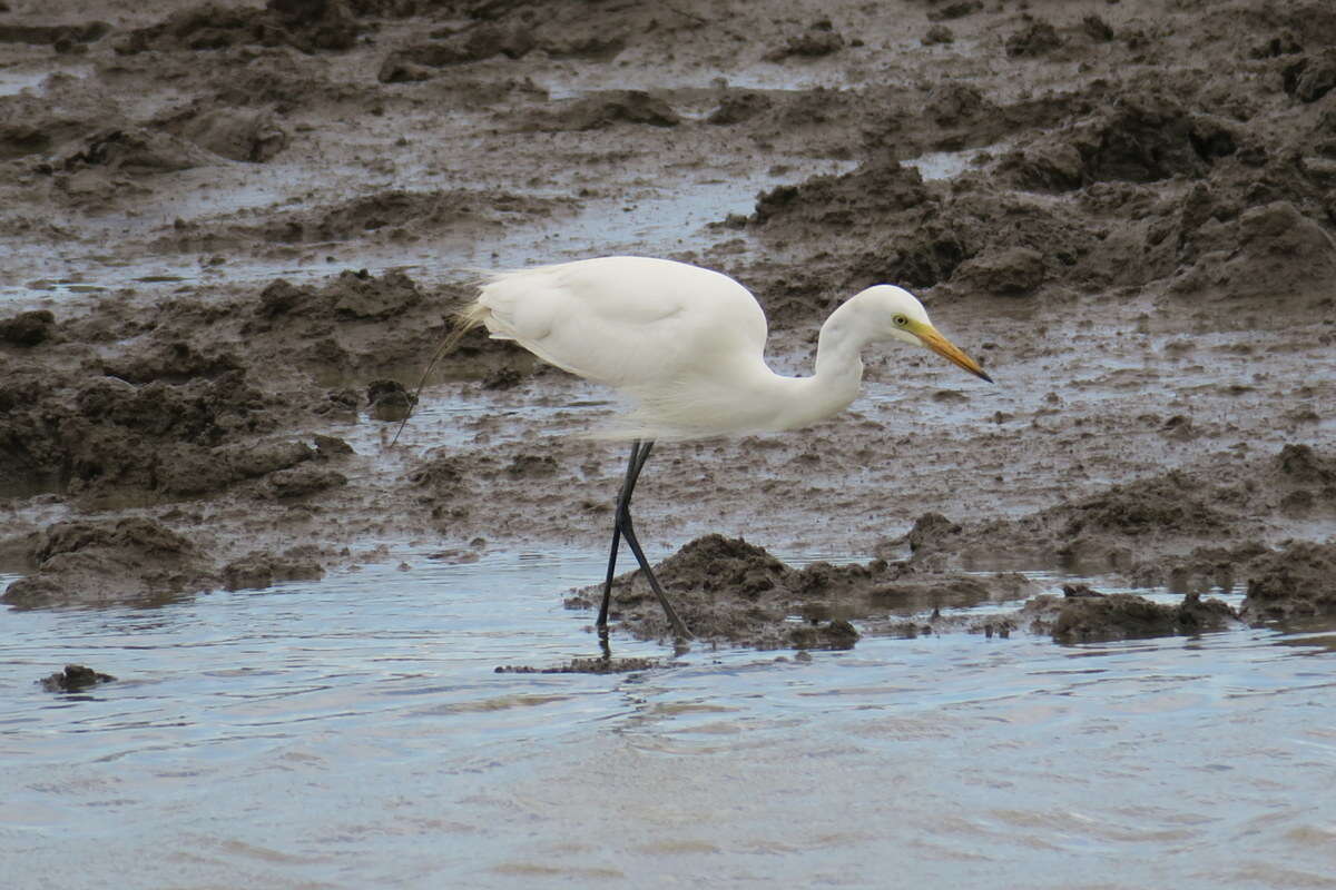 Imagem de Ardea intermedia Wagler 1829