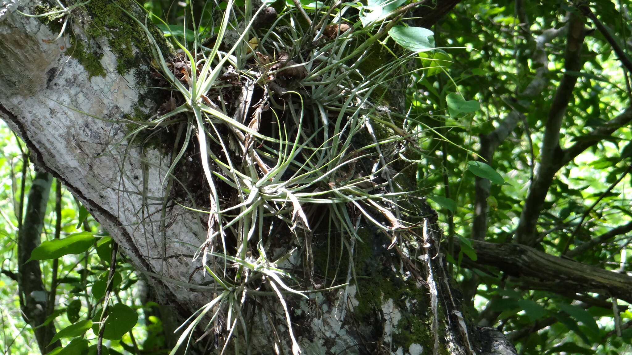 صورة Tillandsia schiedeana subsp. schiedeana