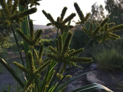 Image of Fox-Tail Flat Sedge