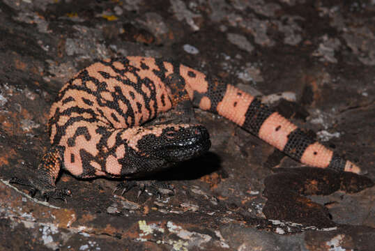 Image of Banded gila monster