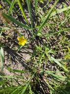 Imagem de Potentilla flagellaris Willd. ex Schltdl.