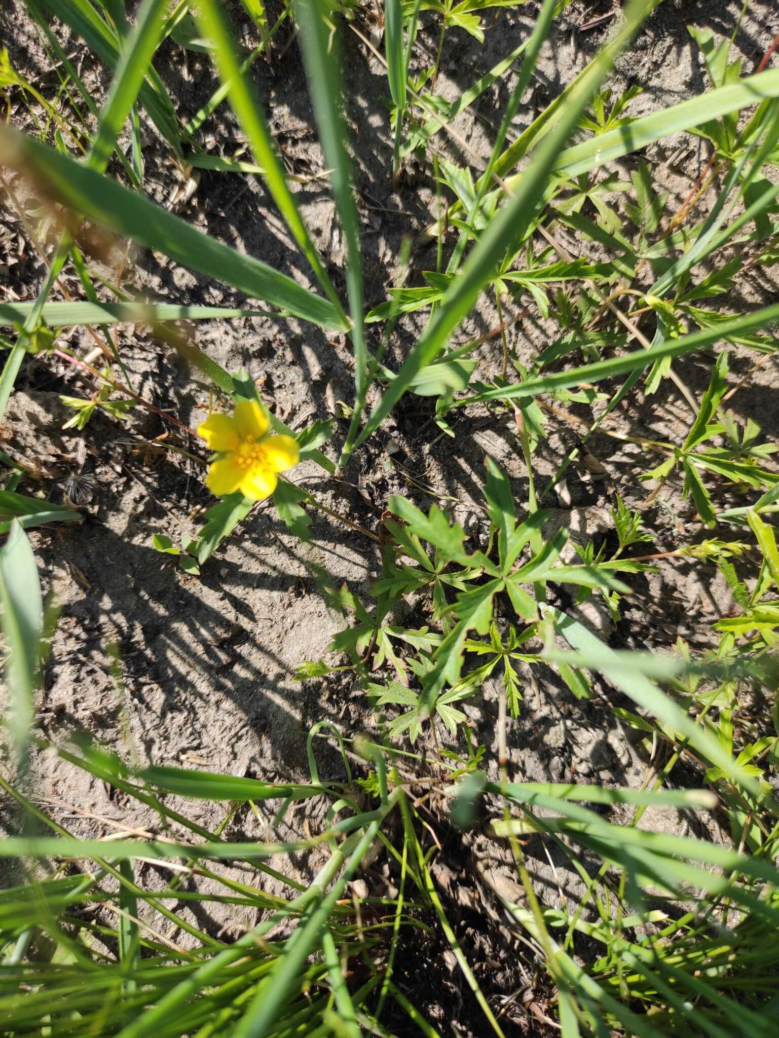 Image of Potentilla flagellaris Willd. ex Schltdl.