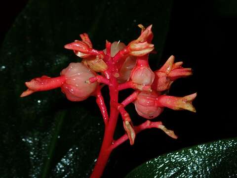 Imagem de Globba atrosanguinea Teijsm. & Binn.