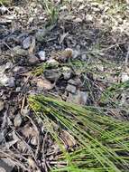 Image of Lomandra micrantha subsp. micrantha