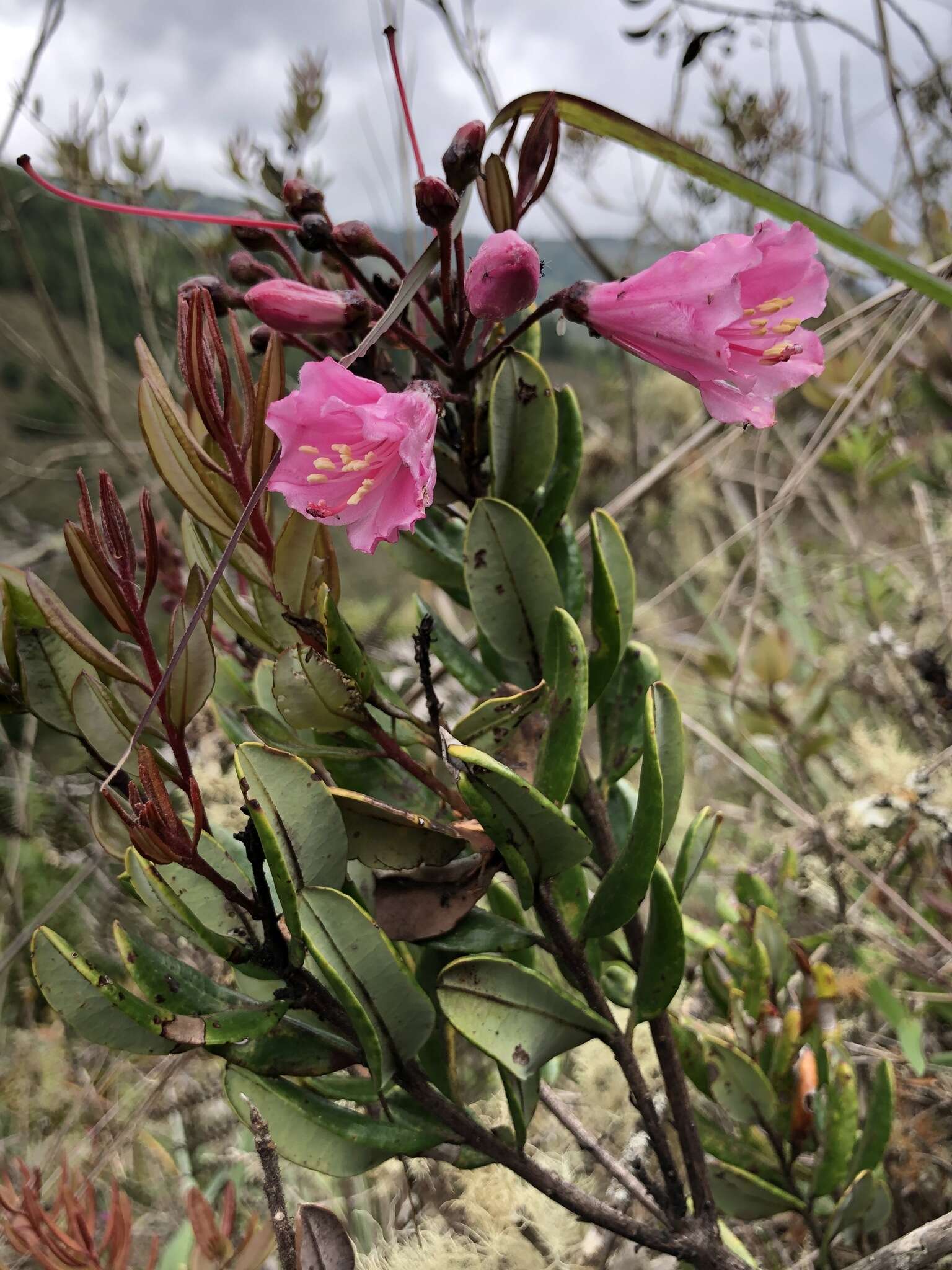 Image of Bejaria infundibula S. E. Clemants