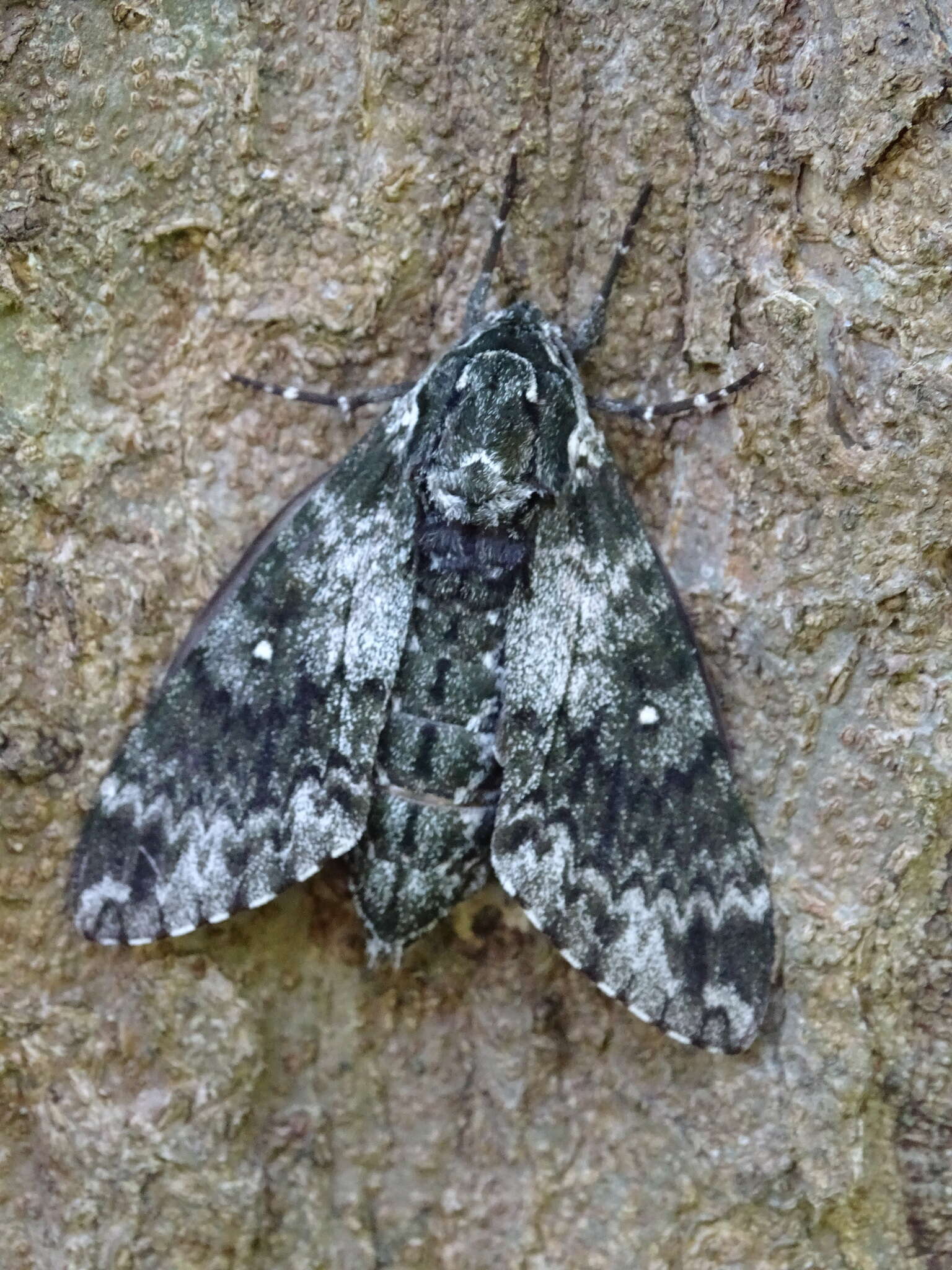 Image of Dolbina formosana Matsumura 1927