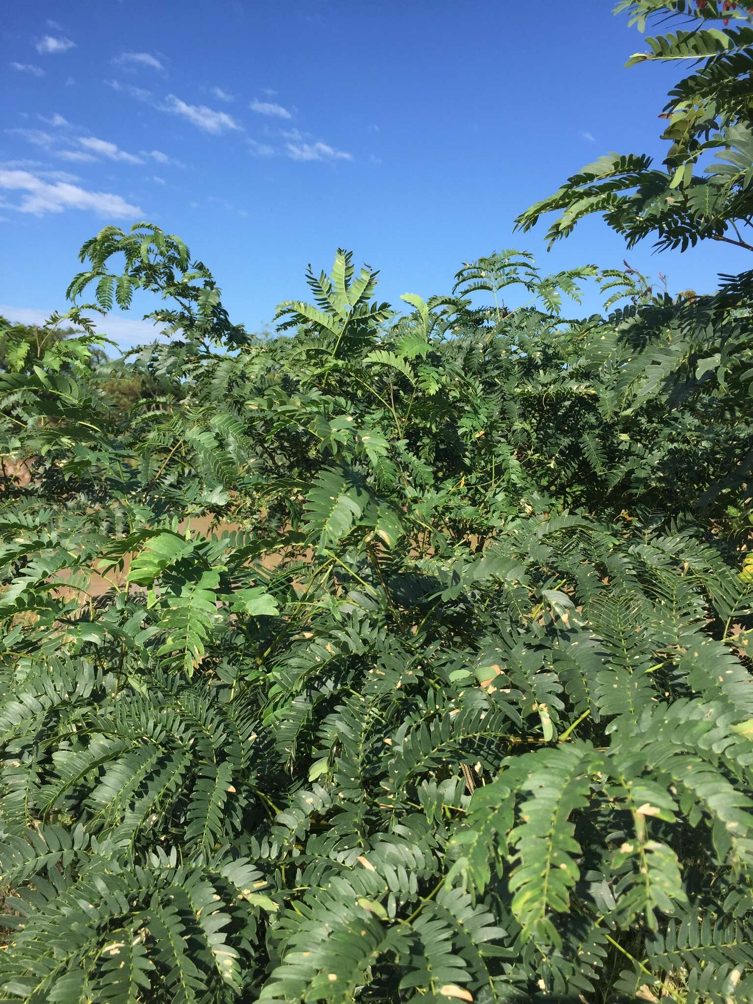 Image of Albizia inundata (Mart.) Barneby & J. W. Grimes