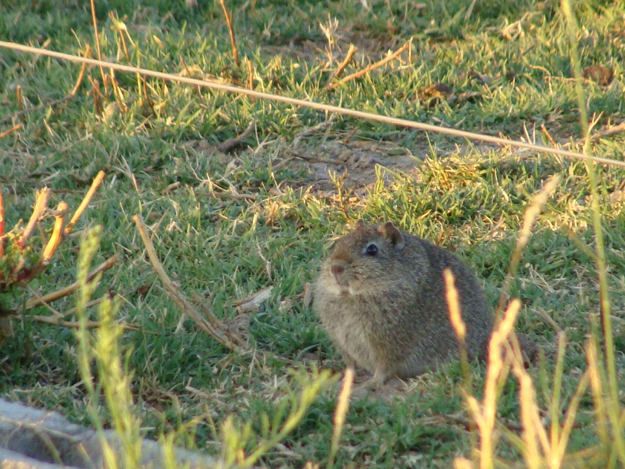 Image of common yellow-toothed cavy