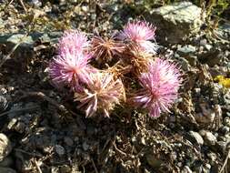 Image of Centaurea urvillei DC.