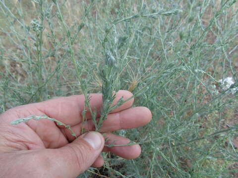 Plancia ëd Artemisia marschalliana Spreng.