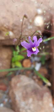 Image of Nemesia leipoldtii Hiern