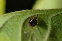 Image of Minute two-spotted ladybird beetle