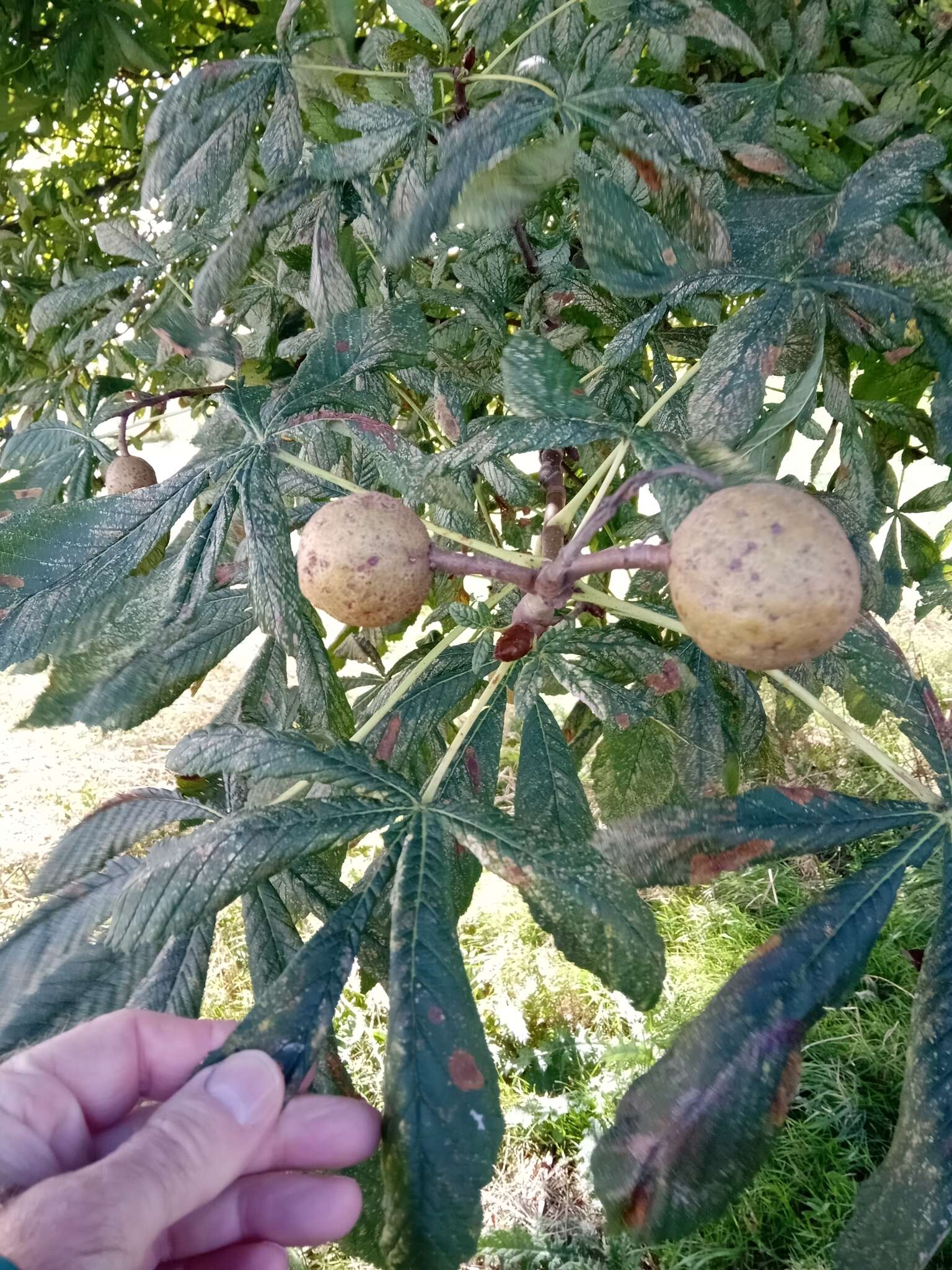 Image of red horse-chestnut