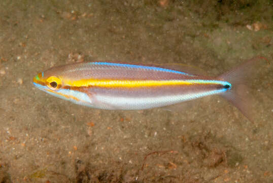 Image of Blue-faced whiptail