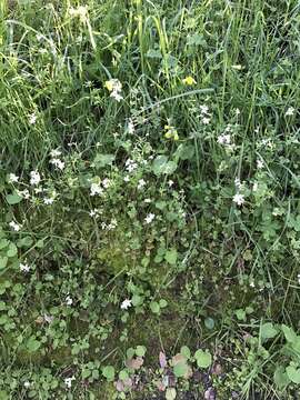 Image of hillside woodland-star