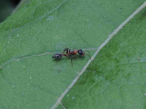 Sivun Pseudomyrmex gracilis (Fabricius 1804) kuva