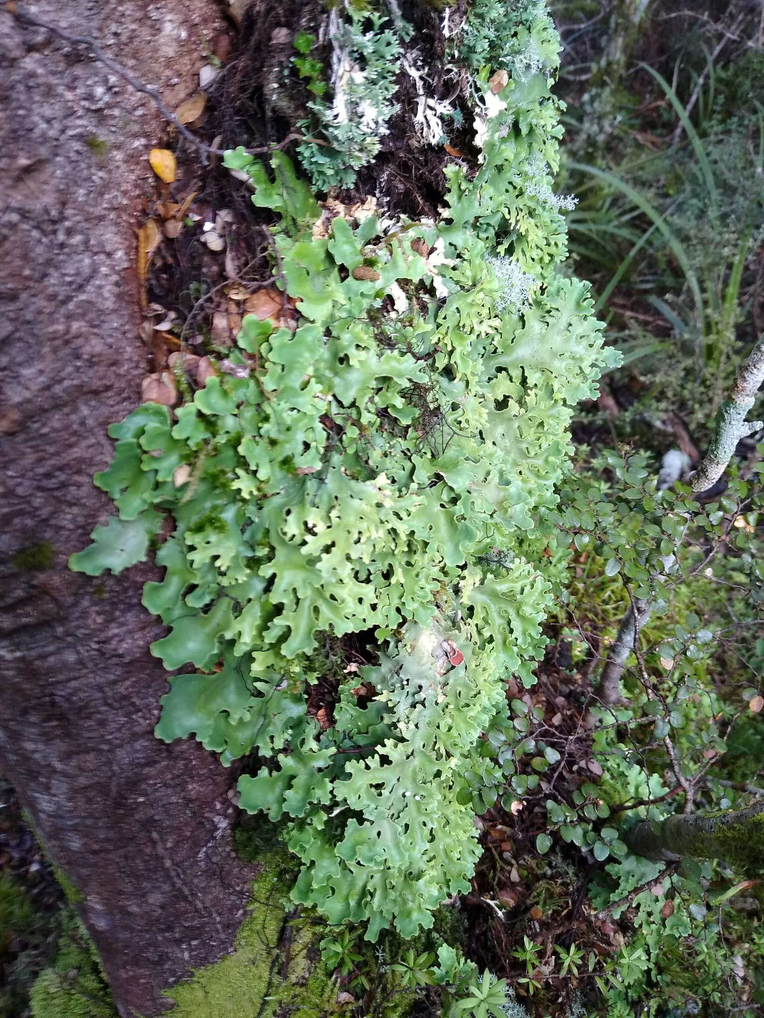 Image of Pseudocyphellaria homeophylla (Nyl.) Dodge