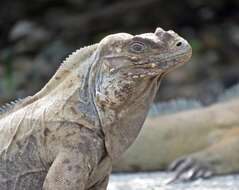 Image de Cyclura cornuta cornuta (Bonnaterre 1789)