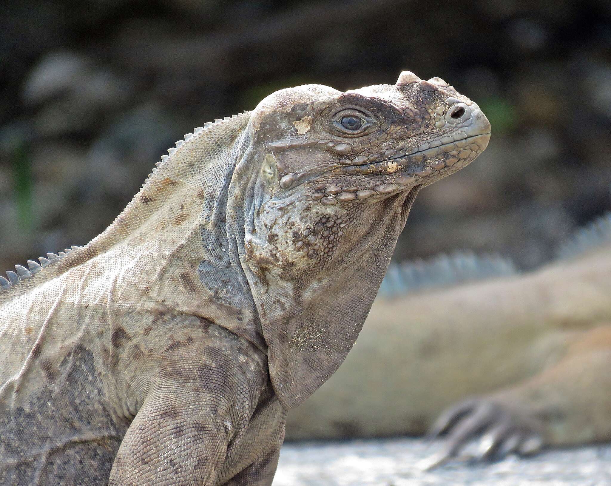 Image of Rhinoceros Iguana