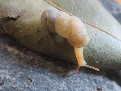 Image of Gibbulinella dealbata (Webb & Berthelot 1833)