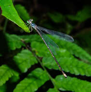 Imagem de Coeliccia bimaculata Laidlaw 1914