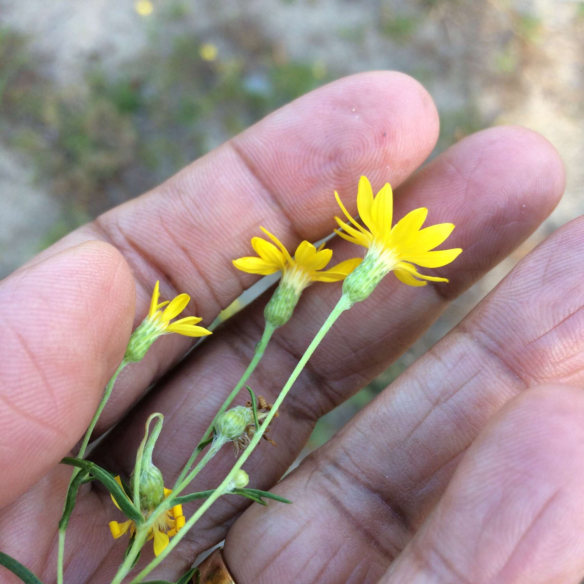 Image of sickleleaf silkgrass