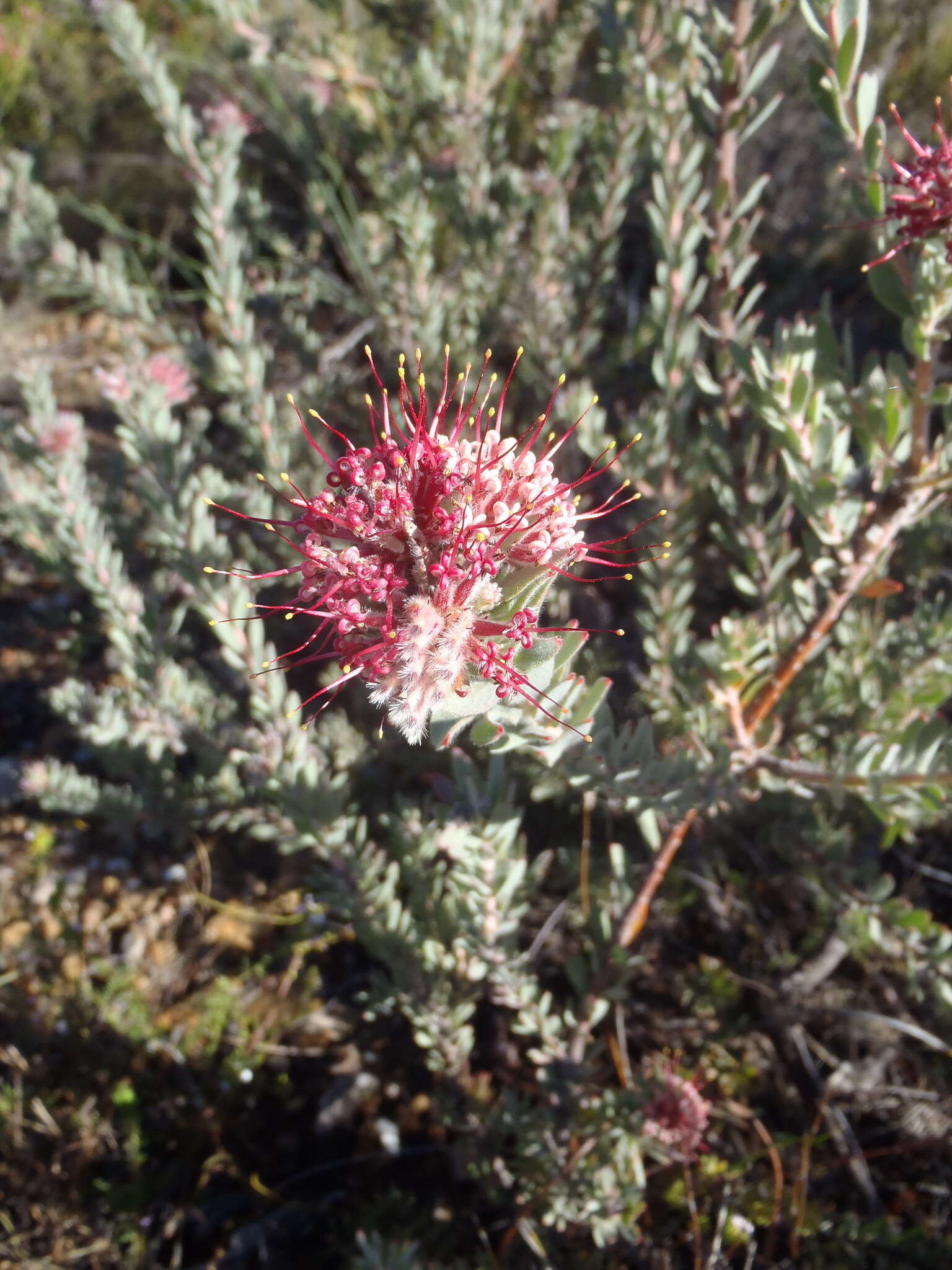 Plancia ëd Leucospermum wittebergense Compton