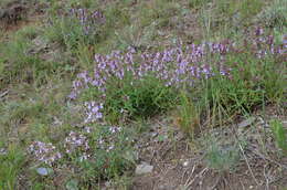 Image of Dracocephalum integrifolium Bunge
