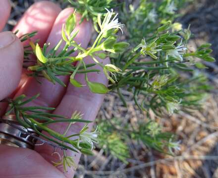 Image of Lepidium leptopetalum (F. Muell.) F. Muell.