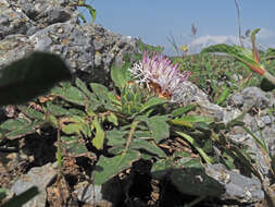 Image de Centaurea raphanina subsp. raphanina