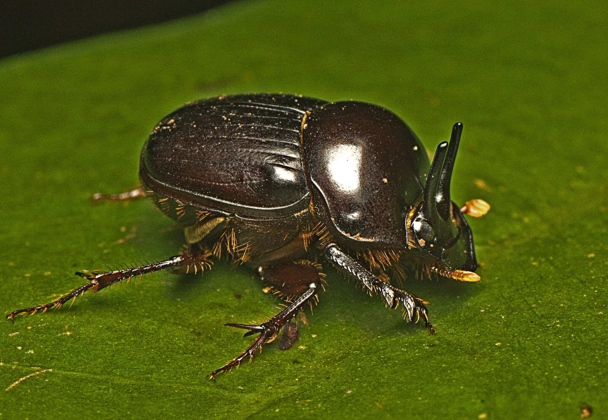 Image of Onthophagus neostenocerus Goidanich 1926