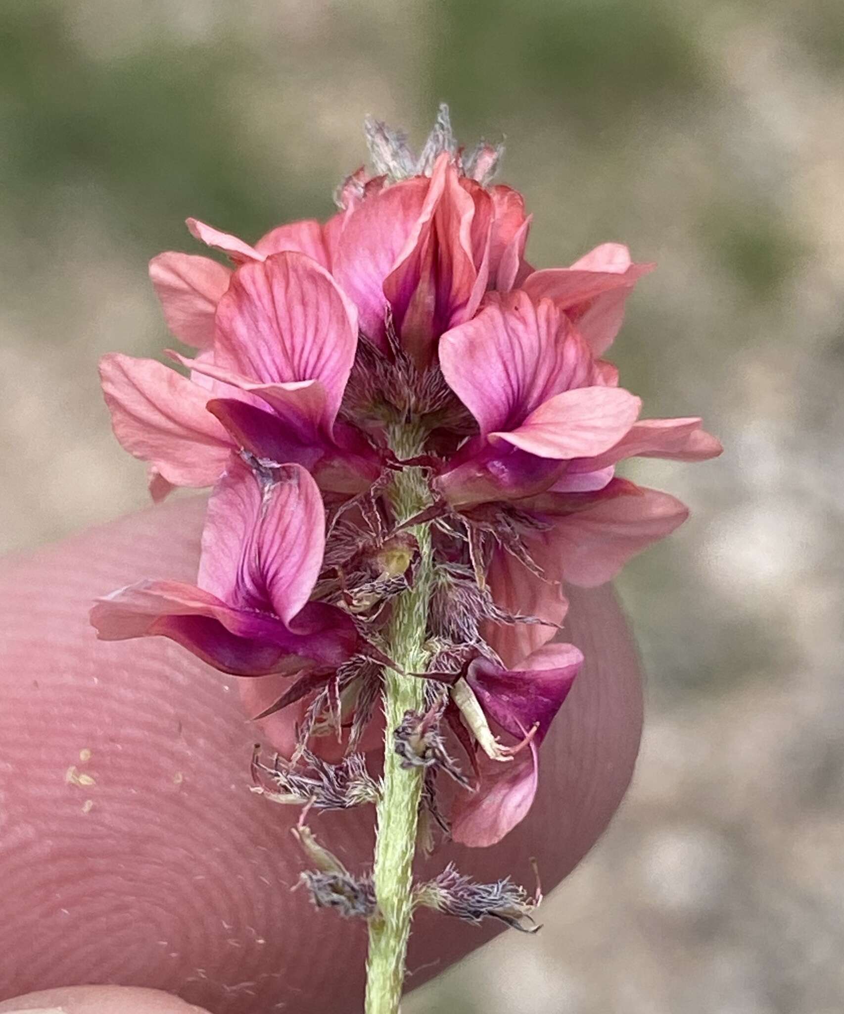 Image of Indigofera auricoma E. Mey.