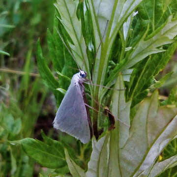 Image of Gypsochroa renitidata Hübner