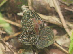 Image of Anoectochilus reinwardtii Blume