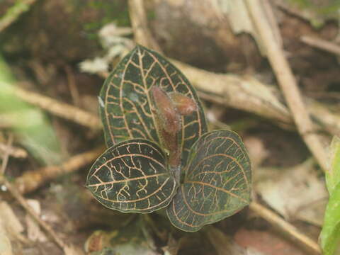 Image de Anoectochilus reinwardtii Blume