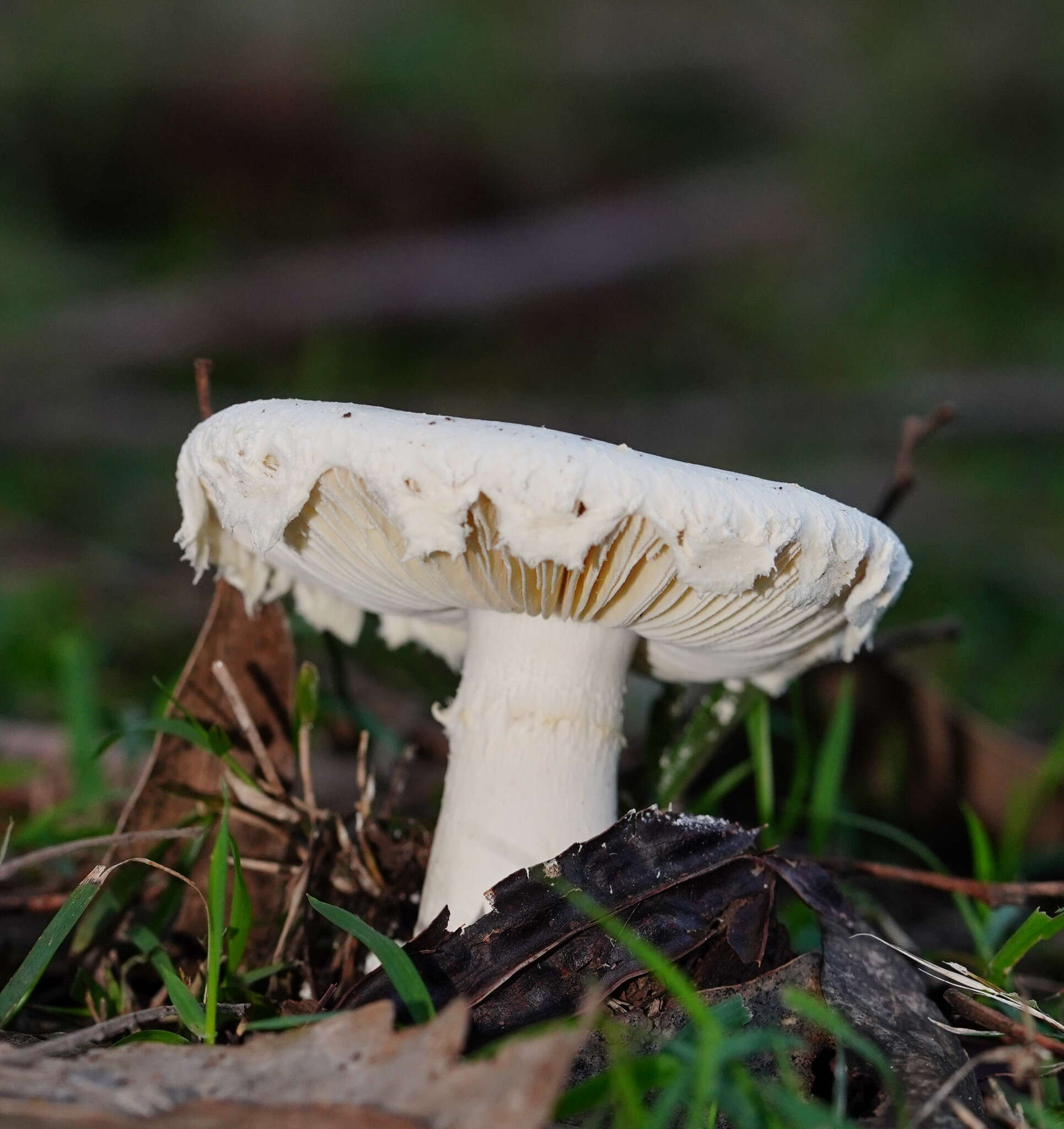 Image de Amanita farinacea (Sacc.) Cleland & Cheel 1914