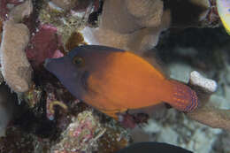 Image of Black-headed Leatherjacket