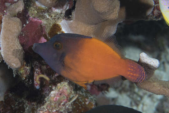 Image of Black-headed Leatherjacket