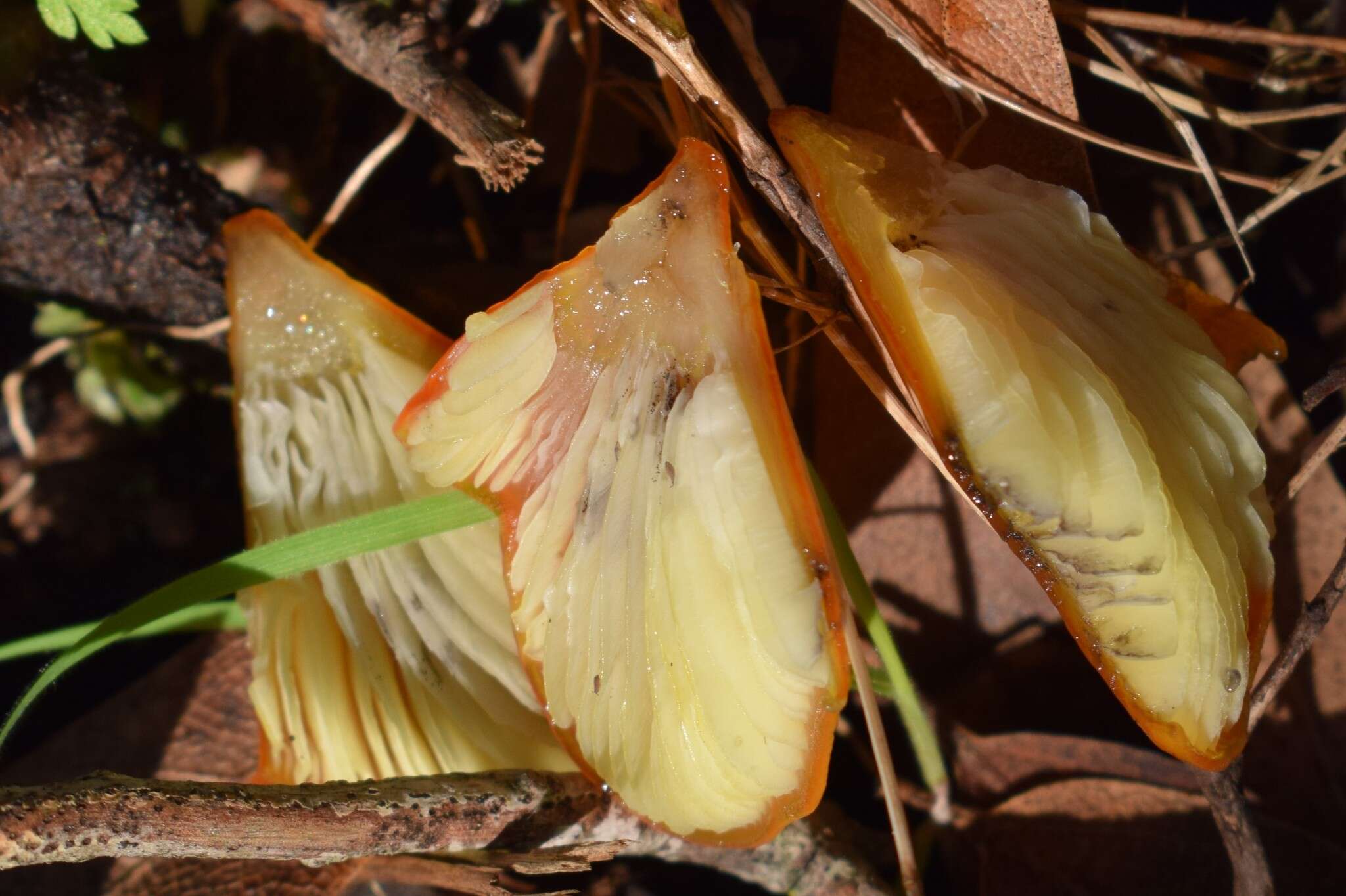 Image of Hygrocybe singeri (A. H. Sm. & Hesler) Singer 1958