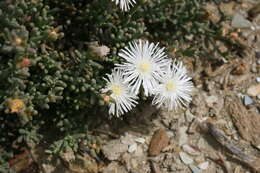 Imagem de Mesembryanthemum splendens L.