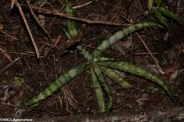 Image of Aloe ankaranensis Rauh & Mangelsdorff