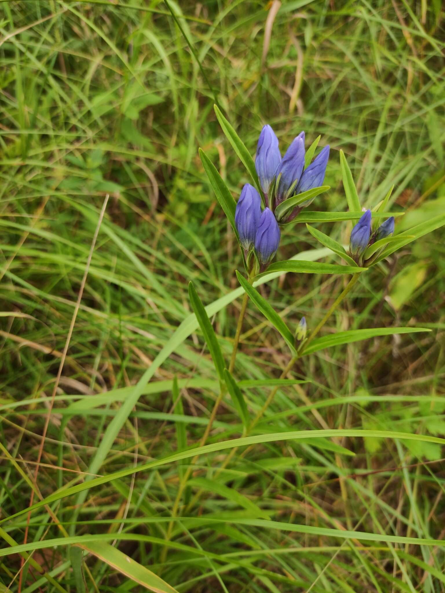 Image of Gentiana triflora Pall.