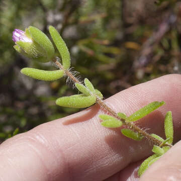 Image of Drosanthemum stokoei L. Bol.