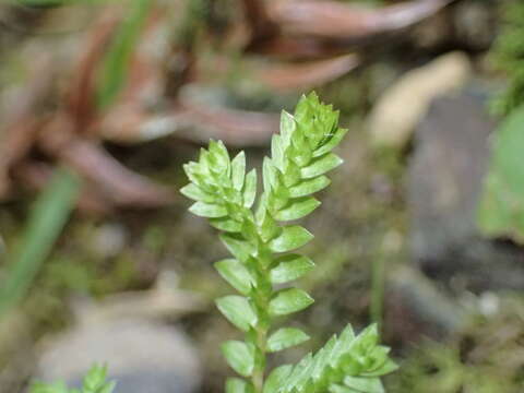 Image of Selaginella remotifolia Spring