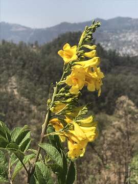 Image of Tecoma stans var. velutina DC.