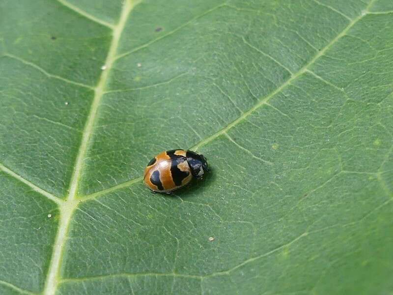 Image of Coccinella hieroglyphica kirbyi Crotch 1874